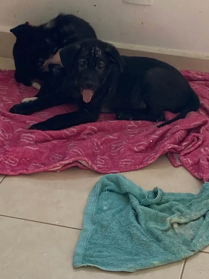 Cachorro ra a Srd idade 2 a 6 meses nome Malte