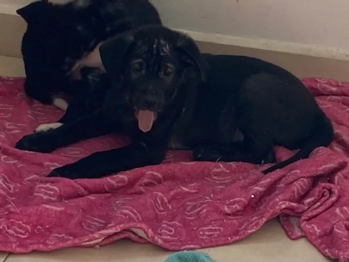 Cachorro ra a Srd idade 2 a 6 meses nome Malte