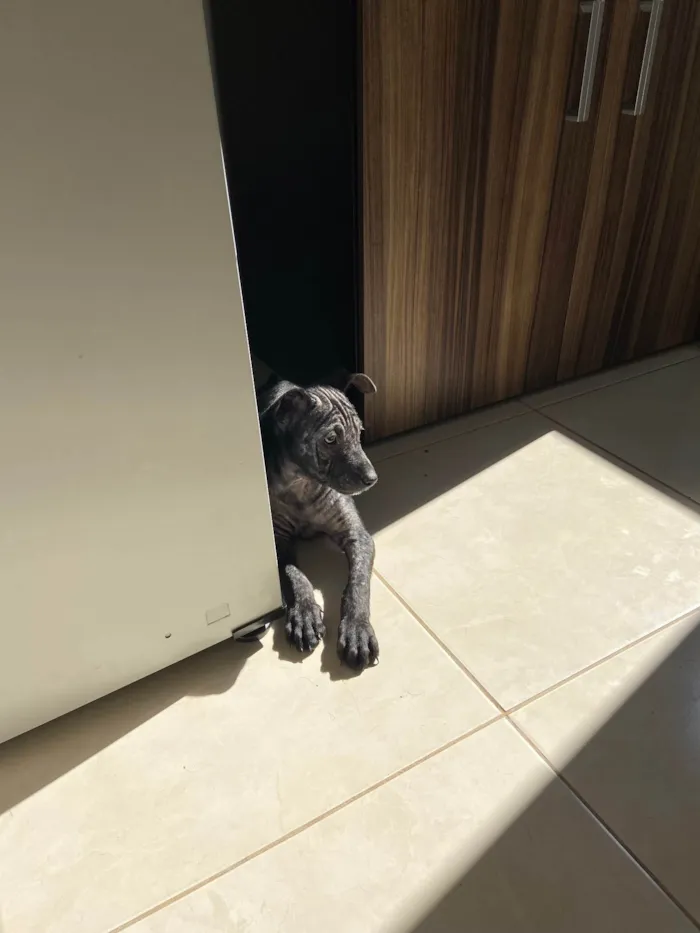 Cachorro ra a Srd idade 2 a 6 meses nome Beck’s