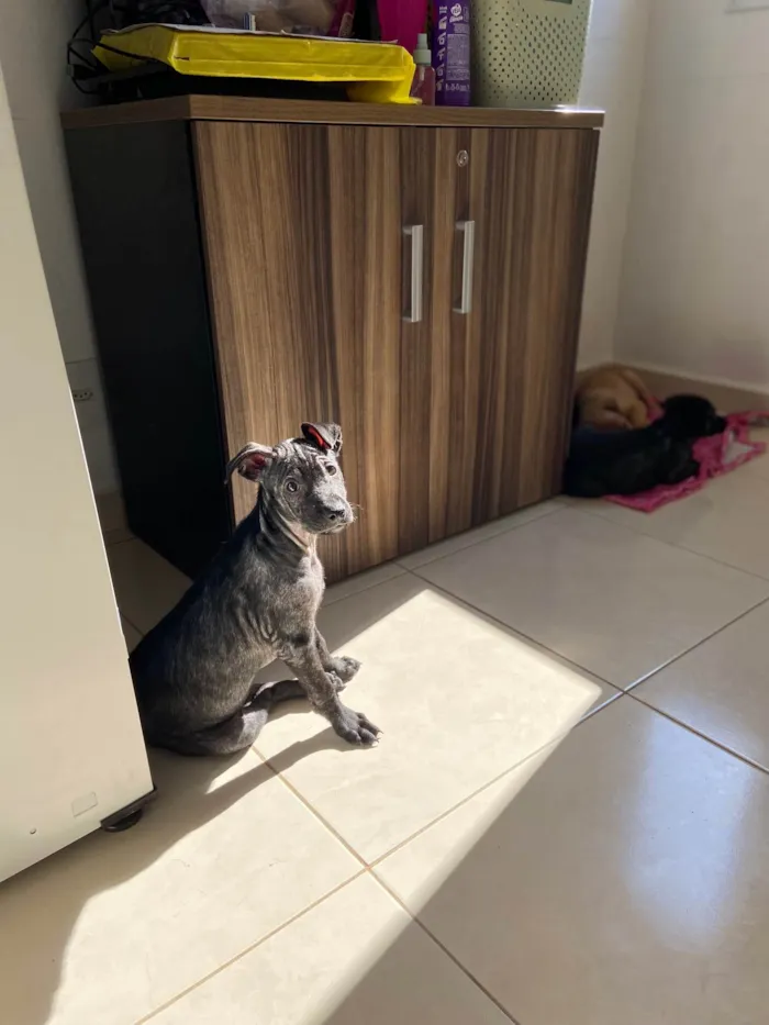 Cachorro ra a Srd idade 2 a 6 meses nome Beck’s