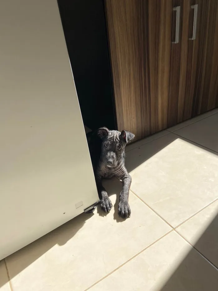 Cachorro ra a Srd idade 2 a 6 meses nome Beck’s