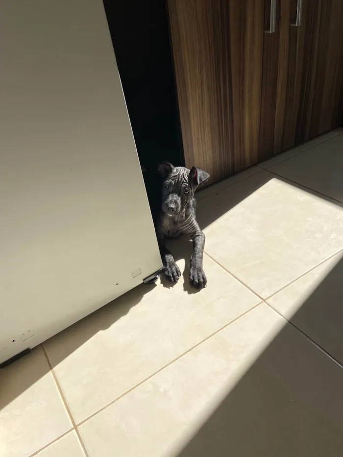 Cachorro ra a Srd idade 2 a 6 meses nome Beck’s