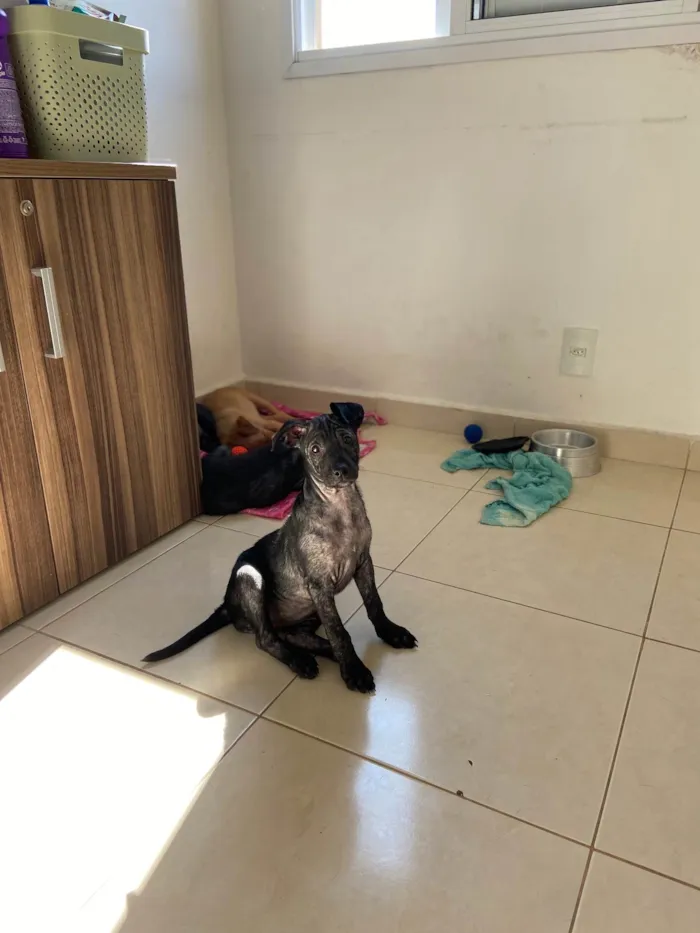 Cachorro ra a Srd idade 2 a 6 meses nome Beck’s