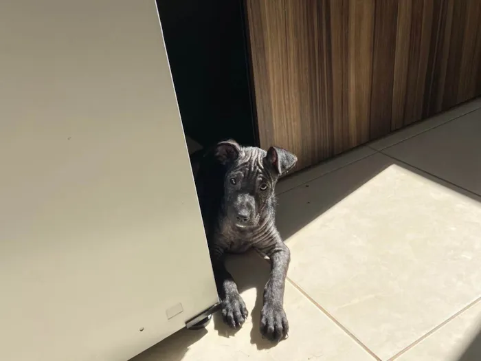 Cachorro ra a Srd idade 2 a 6 meses nome Beck’s