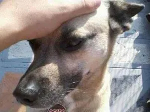 Cachorro raça SRD-ViraLata idade 6 ou mais anos nome Fofinho