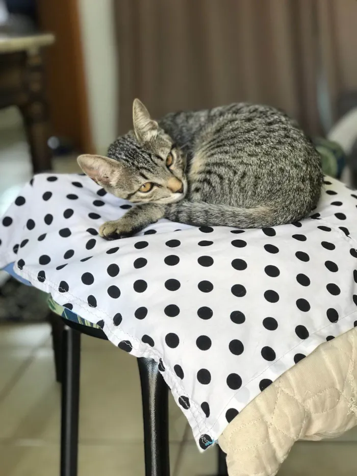 Gato ra a SRD-ViraLata idade 2 a 6 meses nome  MIA 