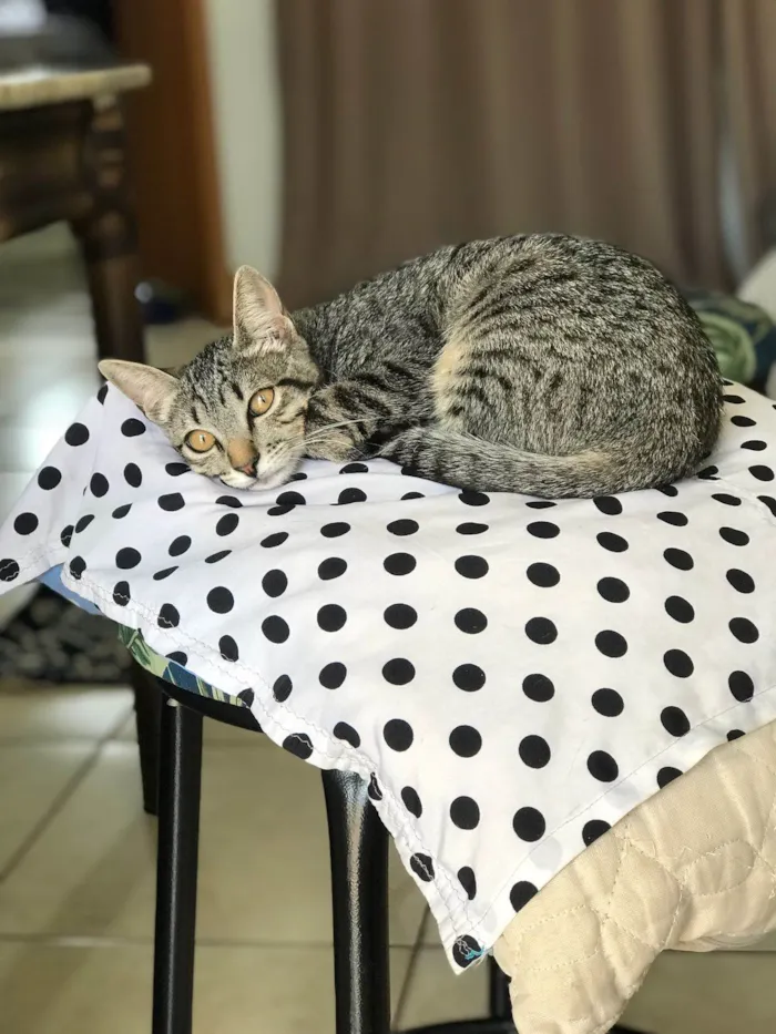Gato ra a SRD-ViraLata idade 2 a 6 meses nome  MIA 