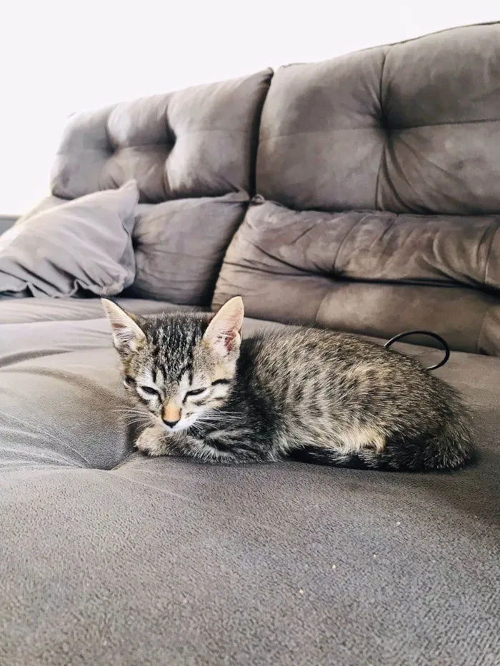 Gato ra a SRD-ViraLata idade 2 a 6 meses nome  MIA 