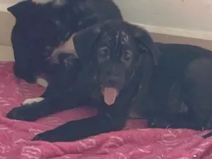Cachorro raça Srd idade 2 a 6 meses nome Malte