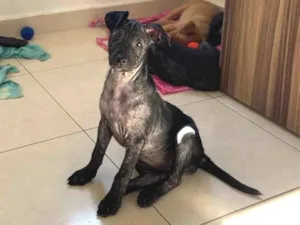 Cachorro raça Srd idade 2 a 6 meses nome Beck’s
