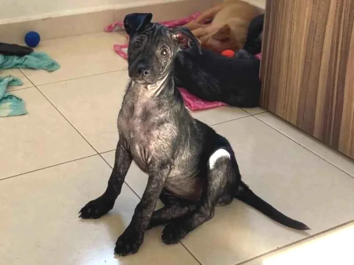 Cachorro ra a Srd idade 2 a 6 meses nome Beck’s