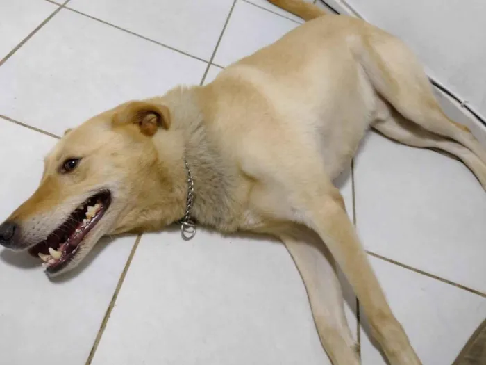 Cachorro ra a Viralata idade 6 ou mais anos nome Zeus 