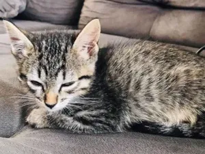 Gato raça SRD-ViraLata idade 2 a 6 meses nome  MIA 