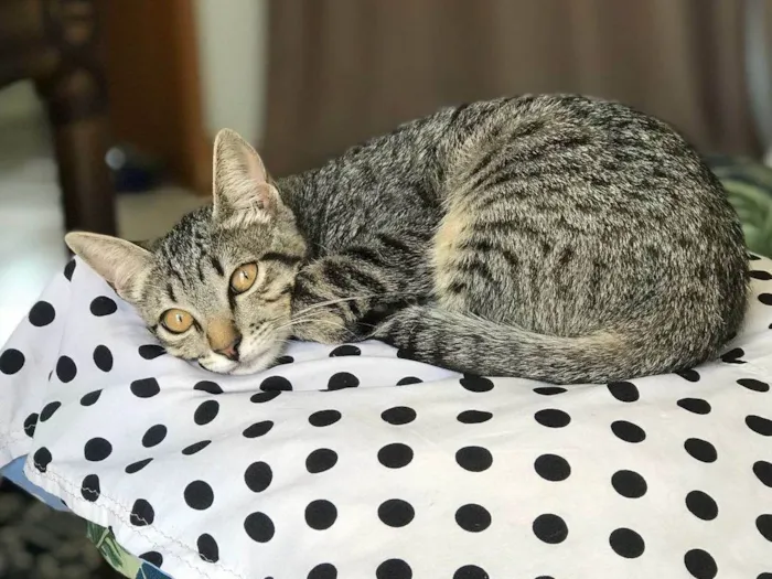 Gato ra a SRD-ViraLata idade 2 a 6 meses nome  MIA 