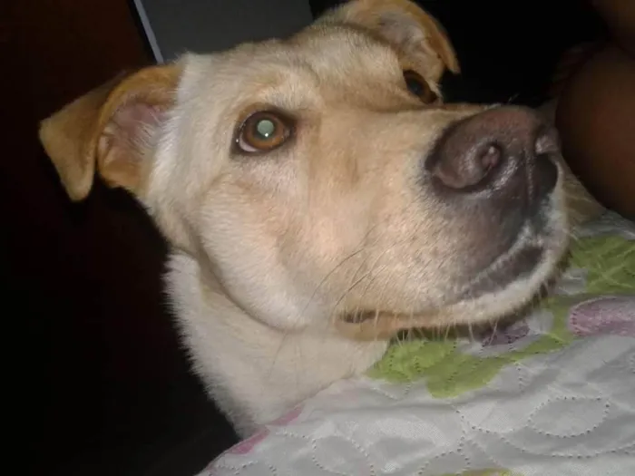 Cachorro ra a Viralata idade 6 ou mais anos nome Zeus 