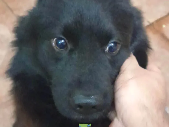 Cachorro ra a Mestico  idade 7 a 11 meses nome Léo 