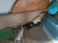 5 cachorros pequenos