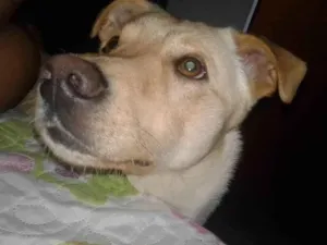 Cachorro raça Viralata idade 6 ou mais anos nome Zeus 