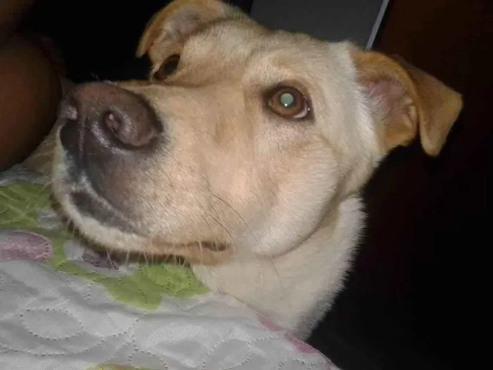 Cachorro ra a Viralata idade 6 ou mais anos nome Zeus 