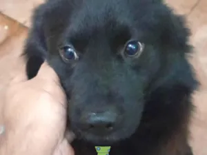 Cachorro raça Mestico  idade 7 a 11 meses nome Léo 