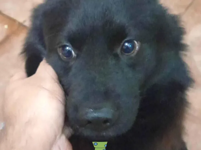 Cachorro ra a Mestico  idade 7 a 11 meses nome Léo 