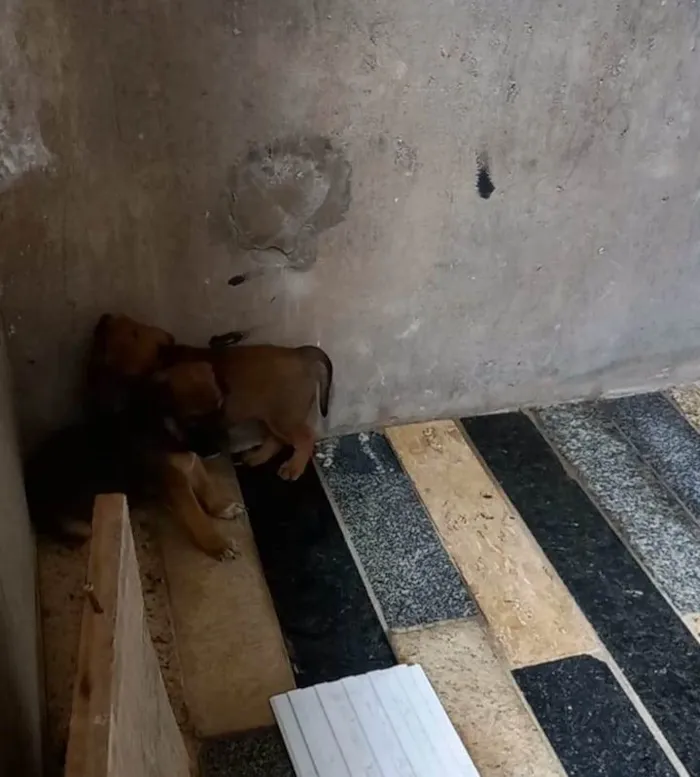 Cachorro ra a SRD-ViraLata idade Abaixo de 2 meses nome sem nome