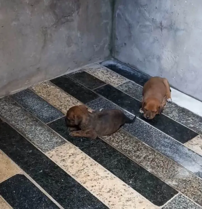 Cachorro ra a SRD-ViraLata idade Abaixo de 2 meses nome sem nome