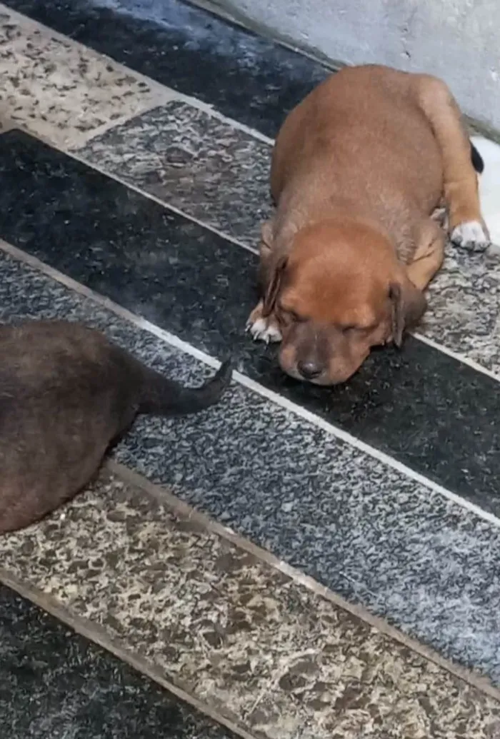 Cachorro ra a SRD-ViraLata idade Abaixo de 2 meses nome sem nome