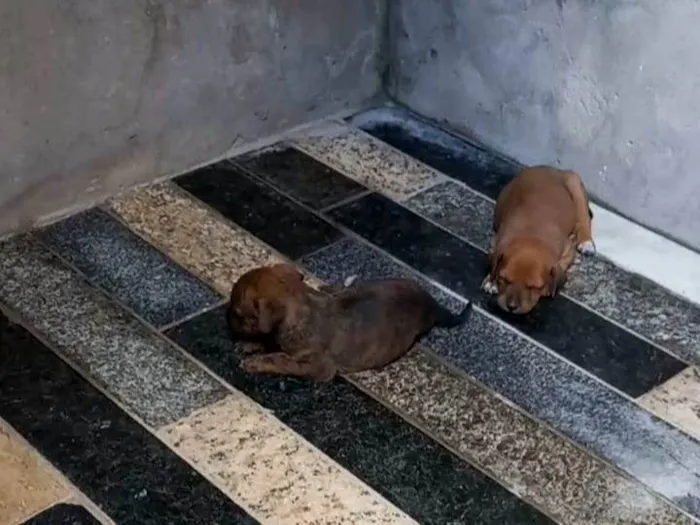 Cachorro ra a SRD-ViraLata idade Abaixo de 2 meses nome sem nome