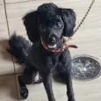 Nina