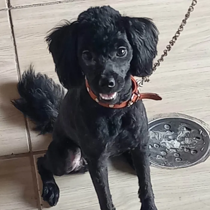 Cachorro ra a Poodle idade 1 ano nome Nina