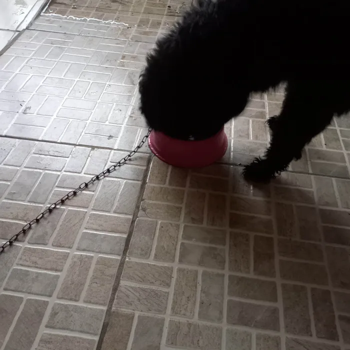 Cachorro ra a Poodle idade 1 ano nome Nina
