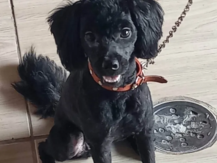 Cachorro ra a Poodle idade 1 ano nome Nina