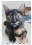 CACAU