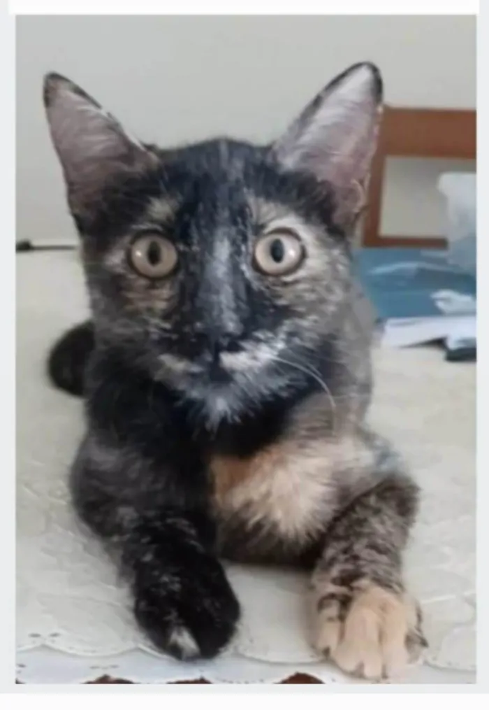Gato ra a srd escaminha rosét  idade 7 a 11 meses nome CACAU