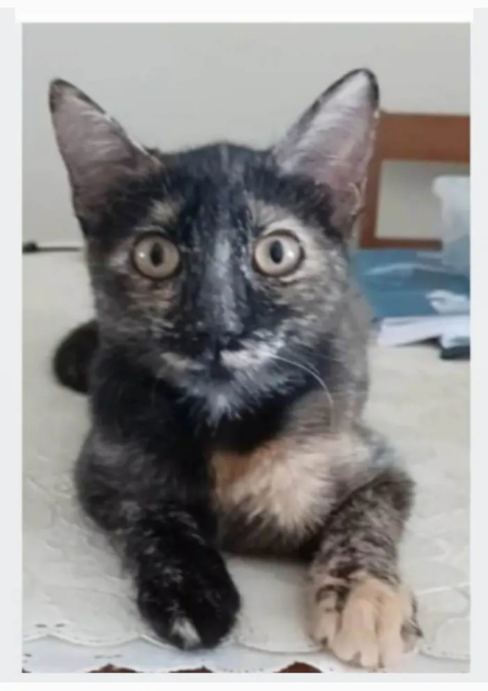 Gato ra a srd escaminha rosét  idade 7 a 11 meses nome CACAU