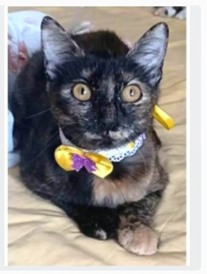 Gato ra a srd escaminha rosét  idade 7 a 11 meses nome CACAU