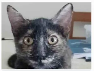 Gato raça srd escaminha rosét  idade 7 a 11 meses nome CACAU
