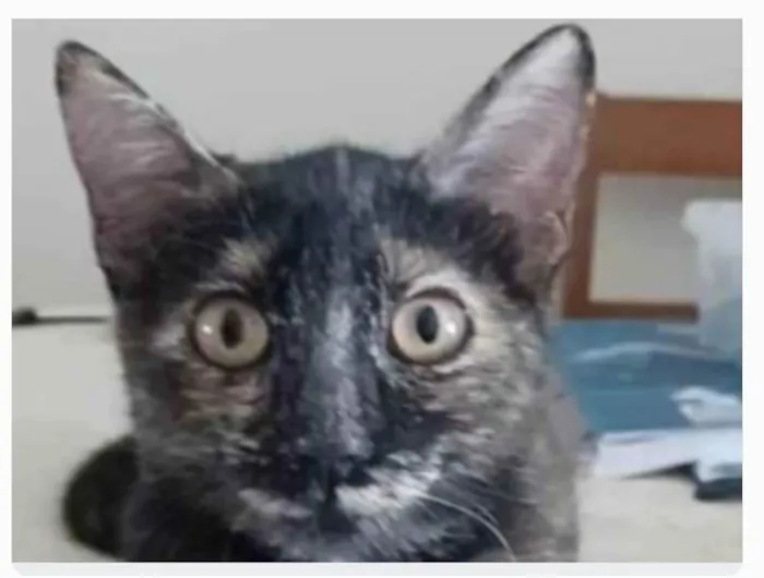Gato ra a srd escaminha rosét  idade 7 a 11 meses nome CACAU