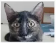 CACAU
