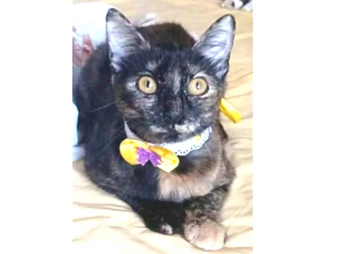 Gato ra a srd escaminha rosét  idade 7 a 11 meses nome CACAU