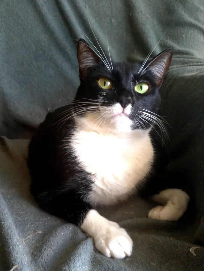 Gato ra a srd idade 2 anos nome LIKA