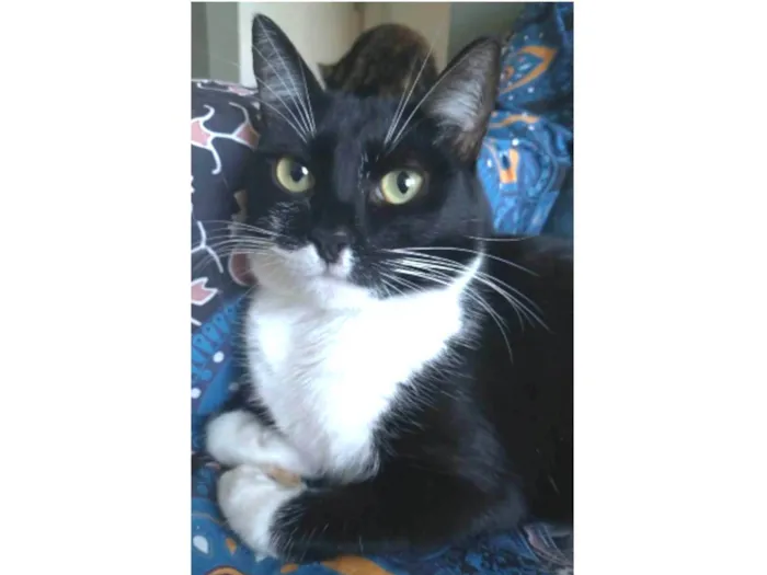 Gato ra a srd idade 2 anos nome LIKA