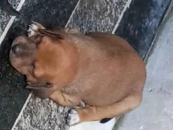 Cachorro ra a SRD-ViraLata idade Abaixo de 2 meses nome sem nome