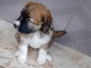 Cachorro raça Viralata idade Abaixo de 2 meses nome Lily