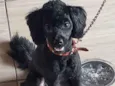 Nina