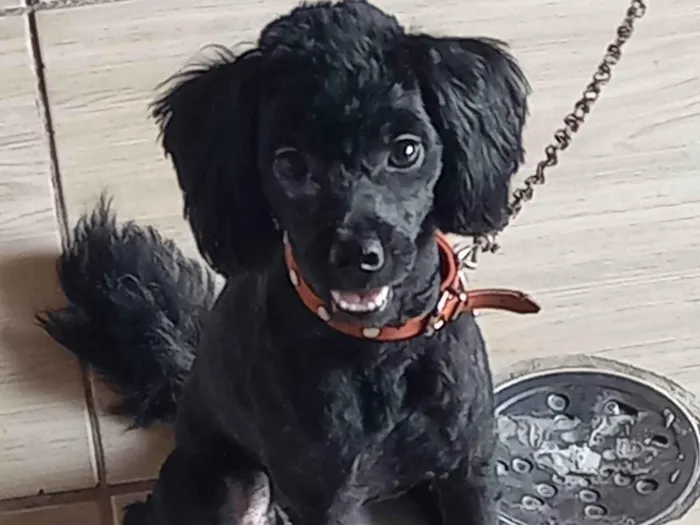 Cachorro ra a Poodle idade 1 ano nome Nina