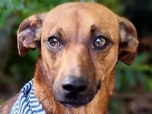 Cachorro raça SRD-ViraLata idade 7 a 11 meses nome SCOOBY