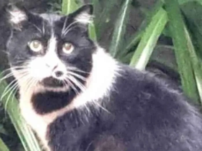 Gato ra a srs idade 3 anos nome FRAJOLA