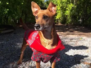 Cachorro raça SRD-ViraLata idade 1 ano nome PRINCESA